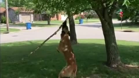 Tree Branch Becomes Toy for Energetic Doggy