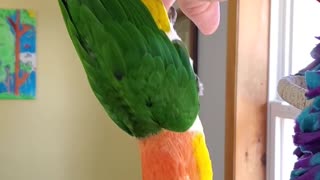 Parrot being bounced upside-down and keeps wanting more