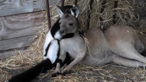 The most annoying lemur in the world