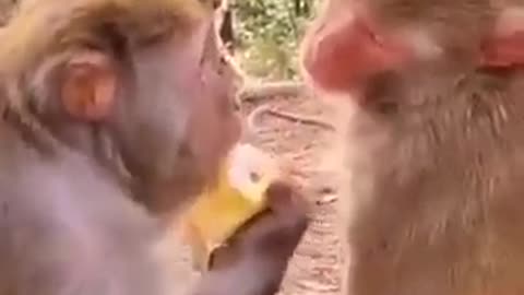 Monkey irritates his friend with food!