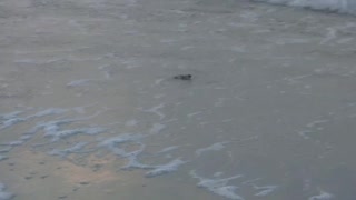 Baby turtles race to the sea