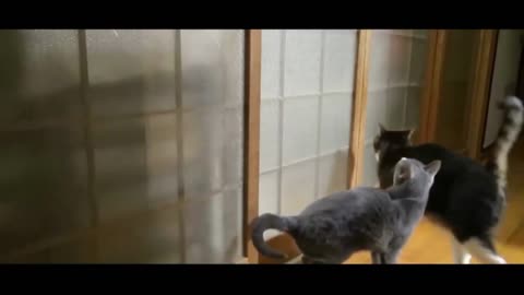 Some cute cats being funny