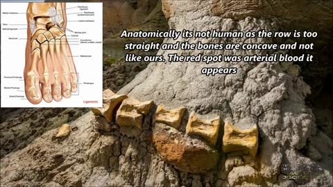 Ancient petrified JET PILOT & strange creature wearing technology