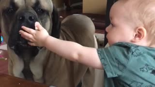 Bebé comparte adorablemente su comida con un Mastiff Inglés