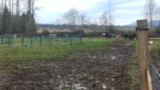 Marysville WA 20 Acre Equestrian-Development Investment Property