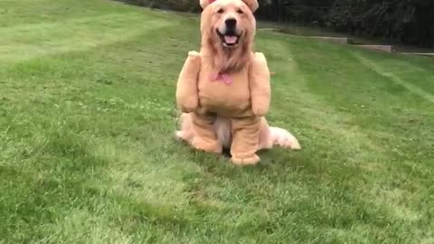 Dog Shows Off Cute Teddy Bear Costume