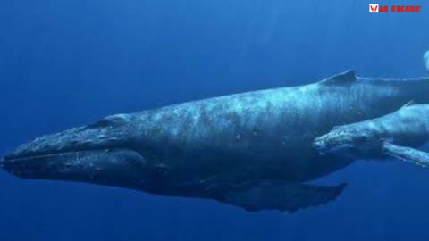 Ikan Terbesar Yang Pernah Hidup Di Bumi Paus Biru Blue Whale