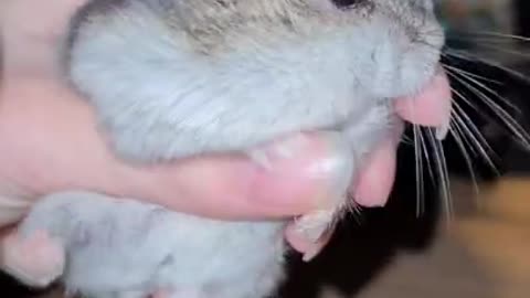 SMART HAMSTER EATS MY BROWNIE REAL QUICK