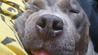 Pitbull snores while sleeping