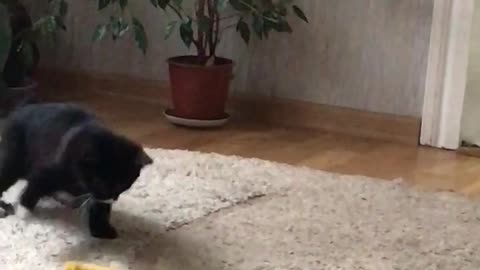 Cute cat plays with a belt