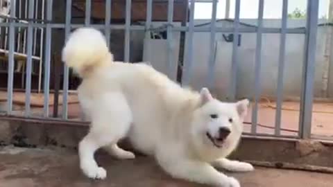 funny white fur dog