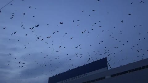 A Million Crows flying around in Japan - WTF!