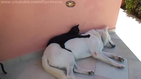 Kitten Massages Dog