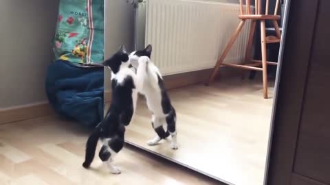 Adorable cat says hello to himself!!!