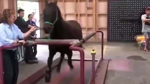 Funny Animals Working Out