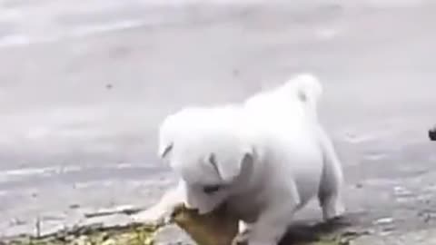 Tierno cachorrito jugando con pollito