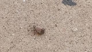 The spotted Lantern Fly walking