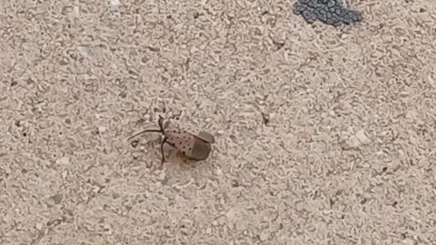 The spotted Lantern Fly walking