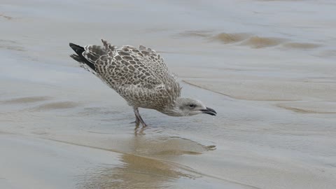 cute bird on the beach