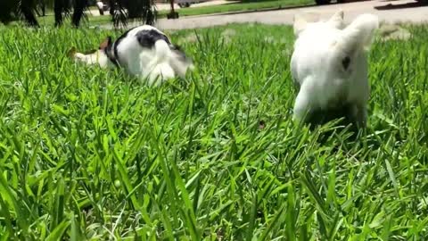 Hilarious chihuahuas find something extra stinky to roll on!