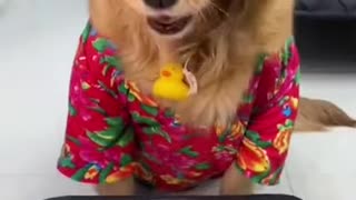 Funny video dog birthday song