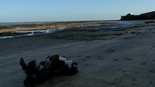 Bernese Mountain Dog rolling on the beach