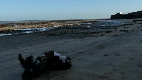 Bernese Mountain Dog rolling on the beach