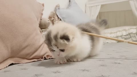 cute kitten videos short leg cat- KimsKenn