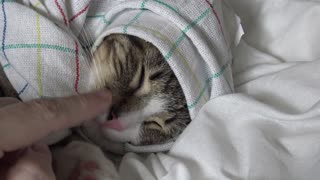 Cute Kitten Is Tucked In