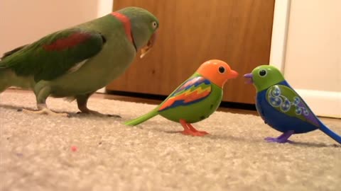 Enjoy the Funny Parrot Fighting