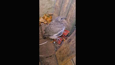 Found this baby bird at our door step