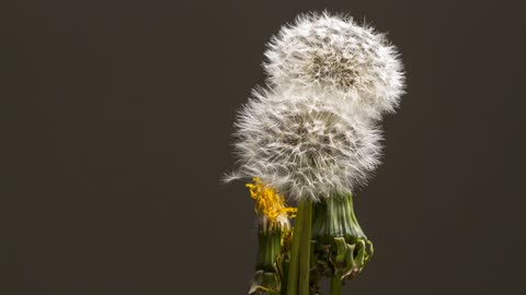 flowers seeds