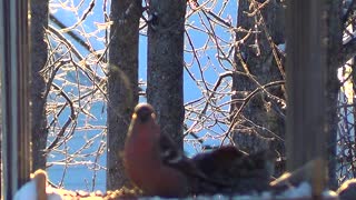 Birds talking to each other