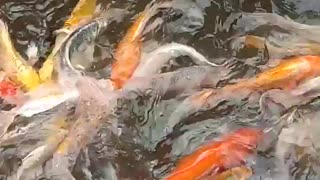 Koi Fish