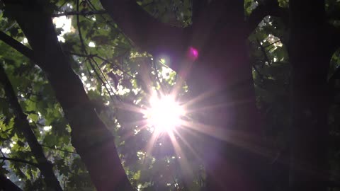 Sunbeams shining through leaves and branches