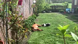 Belgian Malinois shares precious bond with kitty friend