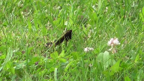 146 Toussaint Wildlife - Oak Harbor Ohio - Time To Give Pipevine Swallowtail The Lime Light
