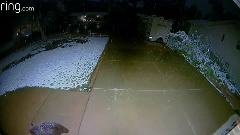 Catching Snow... Floodlight Cam Catches Cute Guests Enjoying The Snow