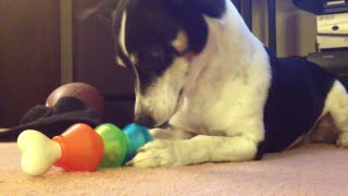 Scraps the Dogs - Working on a Bone Toy