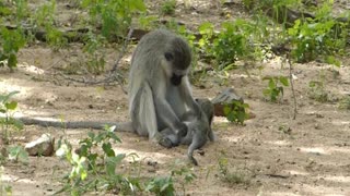 Adorable baby monkeys playing