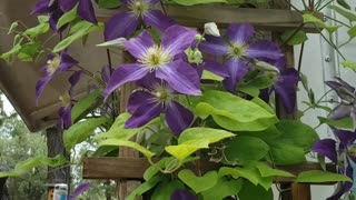 Clematis