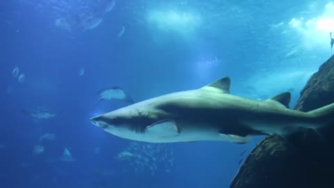 Shark Under Water- Footage