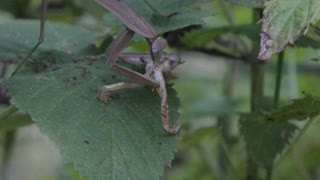 Preying mantis eating a small frog alive.