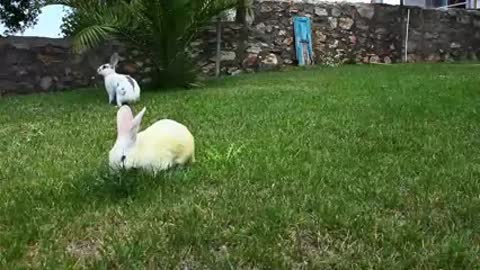 Rabbit plays