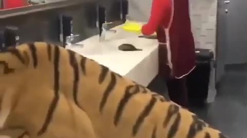 In Russia Tigers Go To The Bathroom With You