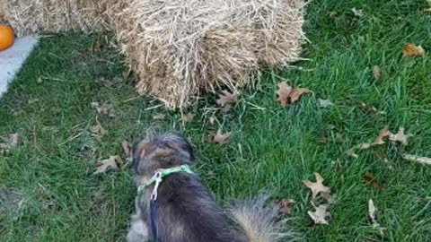 Suspicious hay