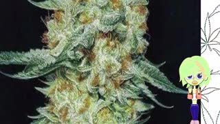 Member Berry - Ethos Genetics