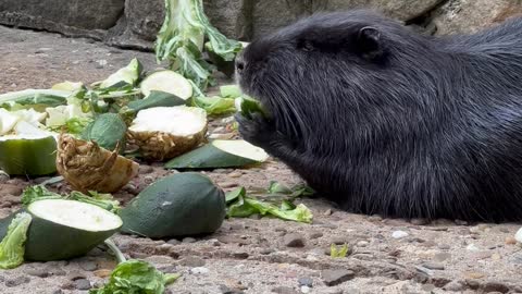 beaver-feeding-on-fruit-in-a-zoo
