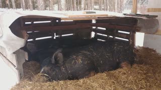 Berkshires in their shelter