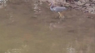 Heron Fishing for Breakfast